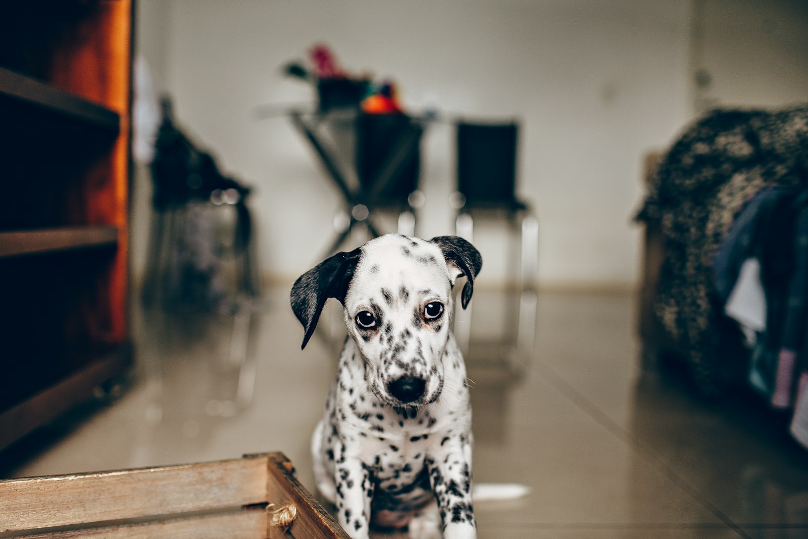 dog potty training