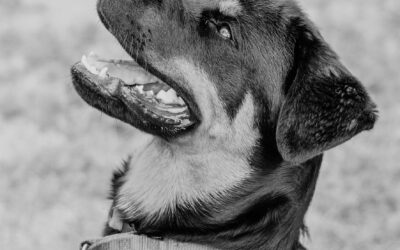 10 Common Aggressive Dog Training Mistakes and How To Fix Them