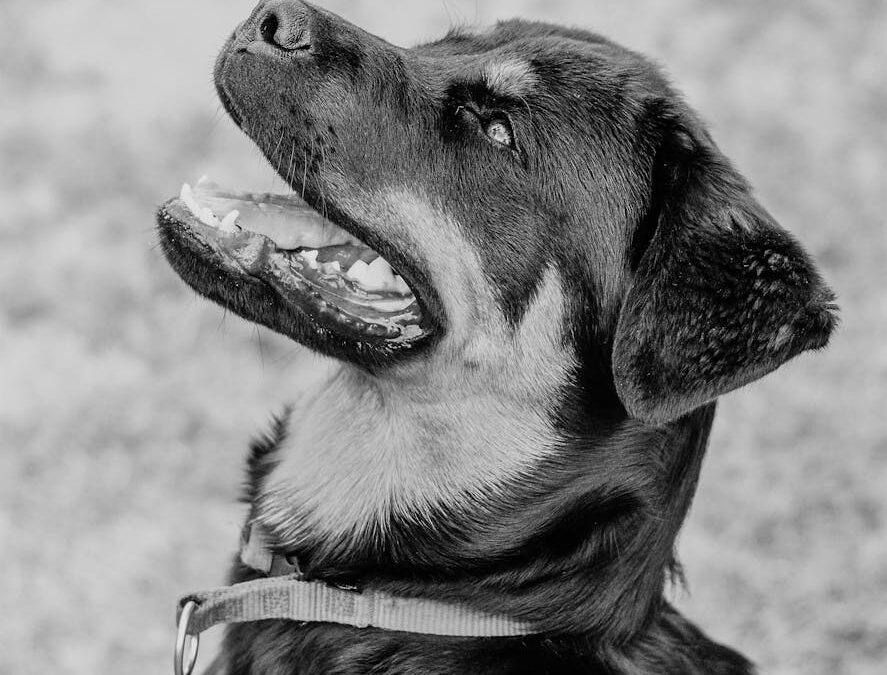 10 Common Aggressive Dog Training Mistakes and How To Fix Them