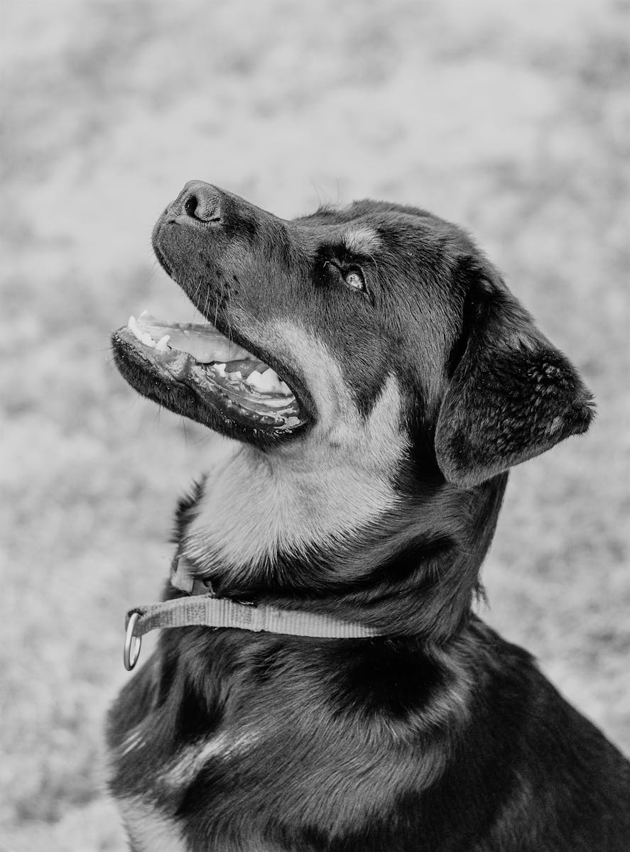 Aggressive dog training