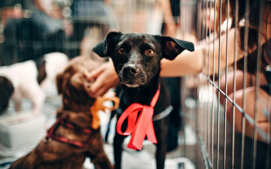 Training a Rescue Dog: What to Expect on Your Journey