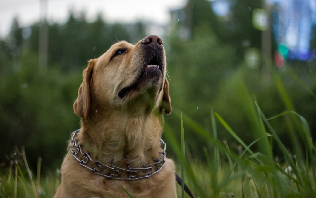 Dog Training Collars: Myths, Truths, and Best Practices for Use