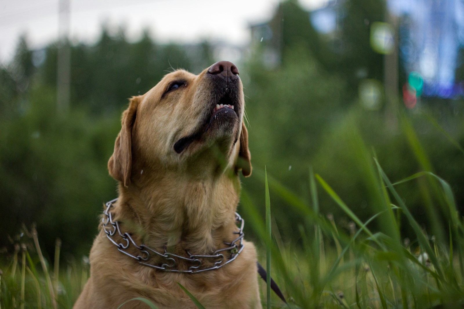 dog training collars