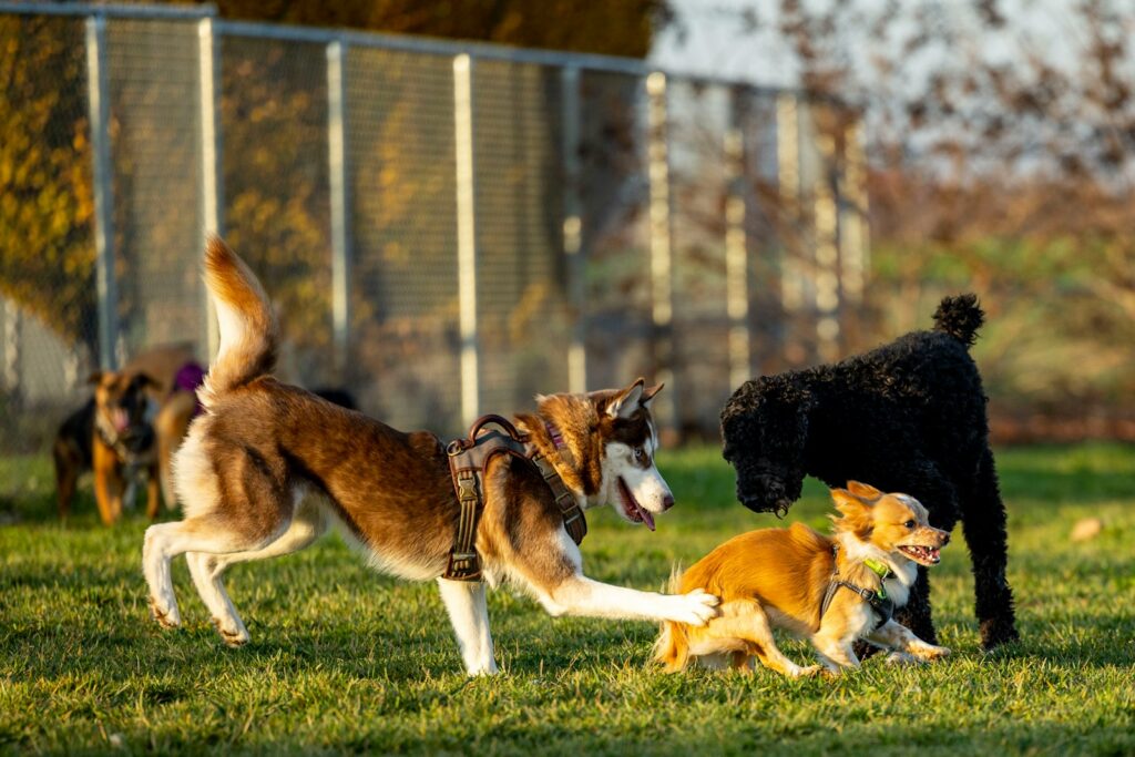 a group of dogs playing in the grass