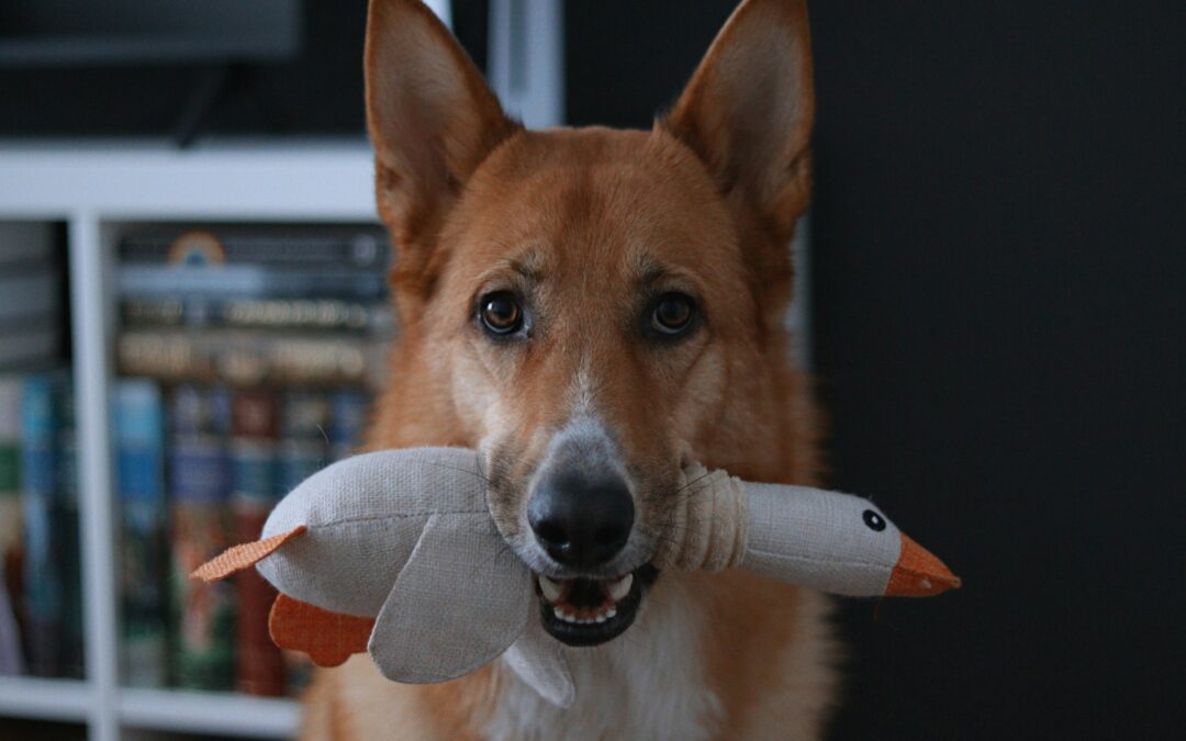 Mental Stimulation for Dogs: Why It’s Just as Important as Exercise