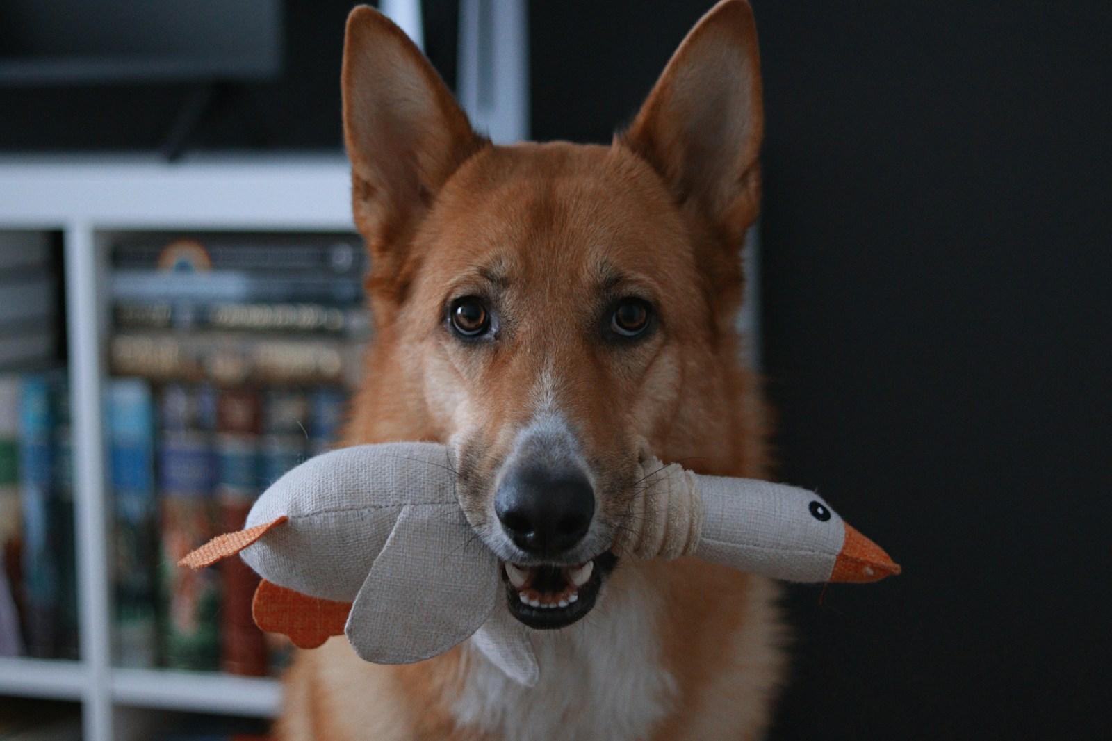 mental stimulation for dogs