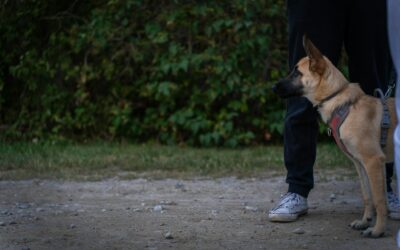 5 Reasons Reactive Dog Training Is The Best Gift You Can Give Your Dog