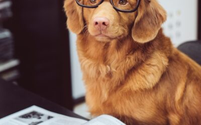 5 Things Your Dog Trainer Wishes You Knew