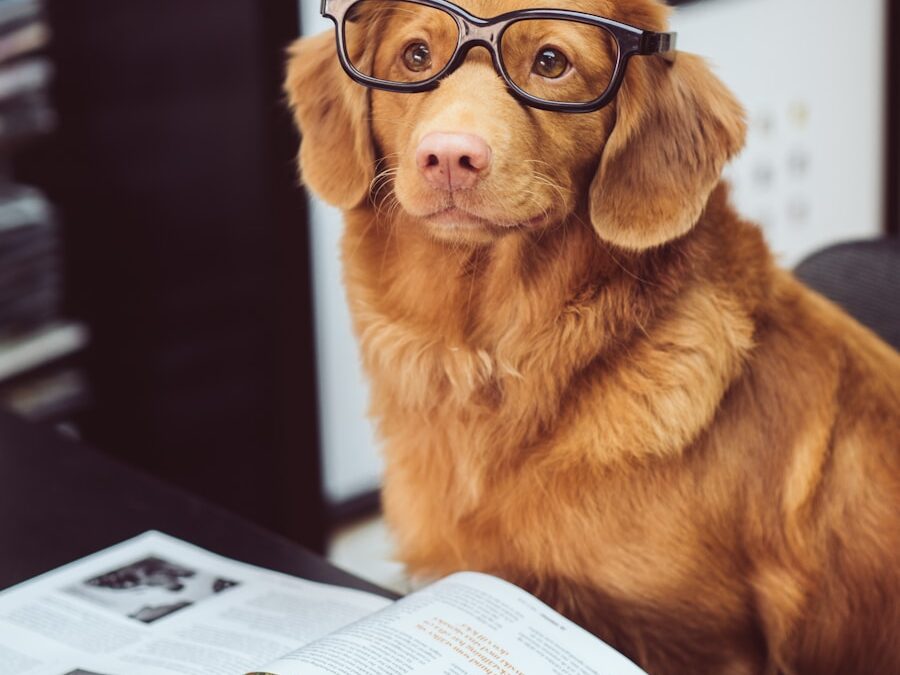 5 Things Your Dog Trainer Wishes You Knew