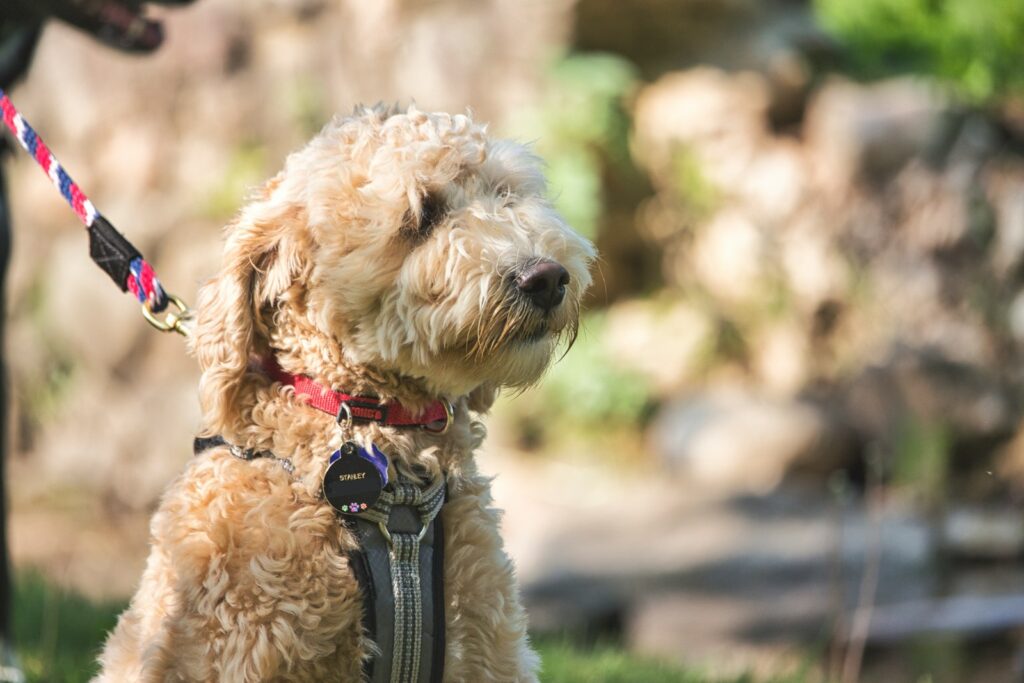 a dog with a leash standing next to another dog