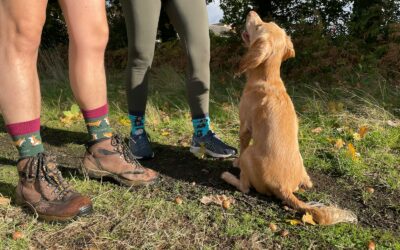 Dog Training Videos and Courses | A Beginner’s Guide to Successful Training