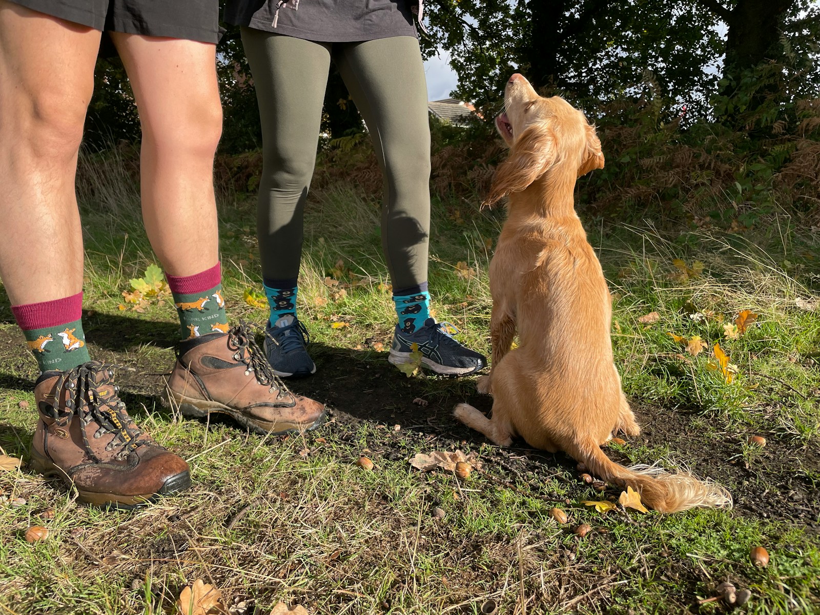 dog training videos