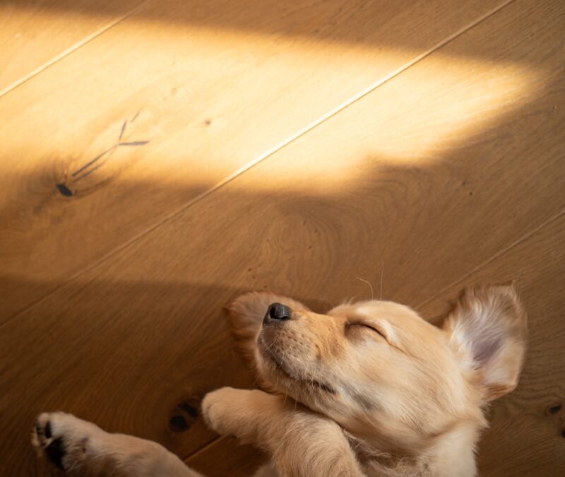 All You Need To Know About How To Comfort A Dog With A Fever