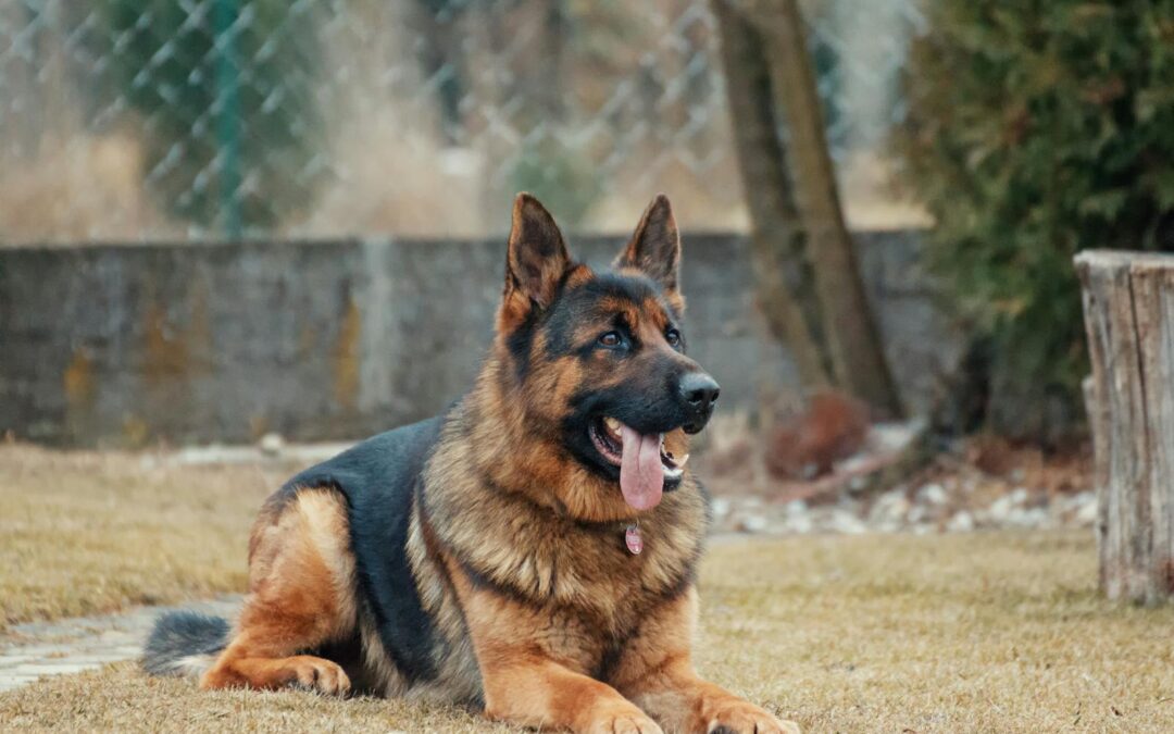 Mastering Dog Obedience Training | How Ruff House Builds Better-Behaved Pups