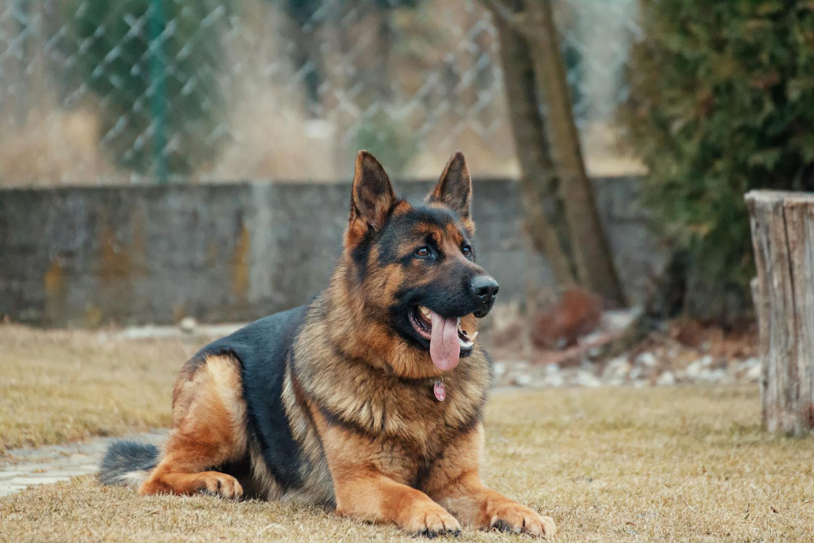 dog obedience training