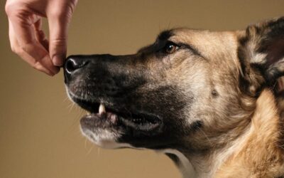 Dog Treats for Training | How They Strengthen The Bond Between You and Your Dog