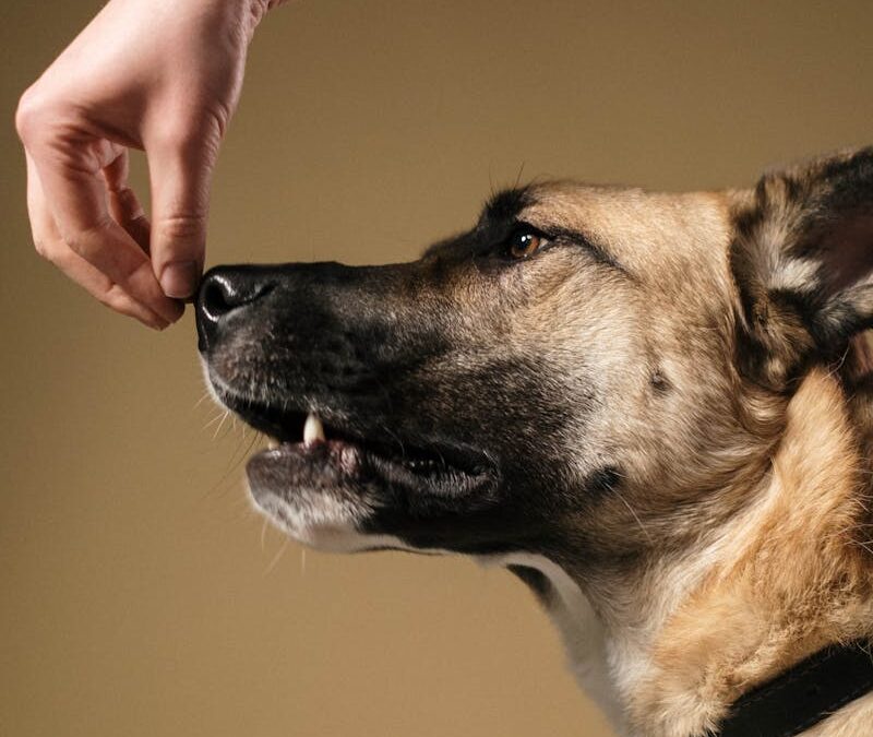 Dog Treats for Training | How They Strengthen The Bond Between You and Your Dog