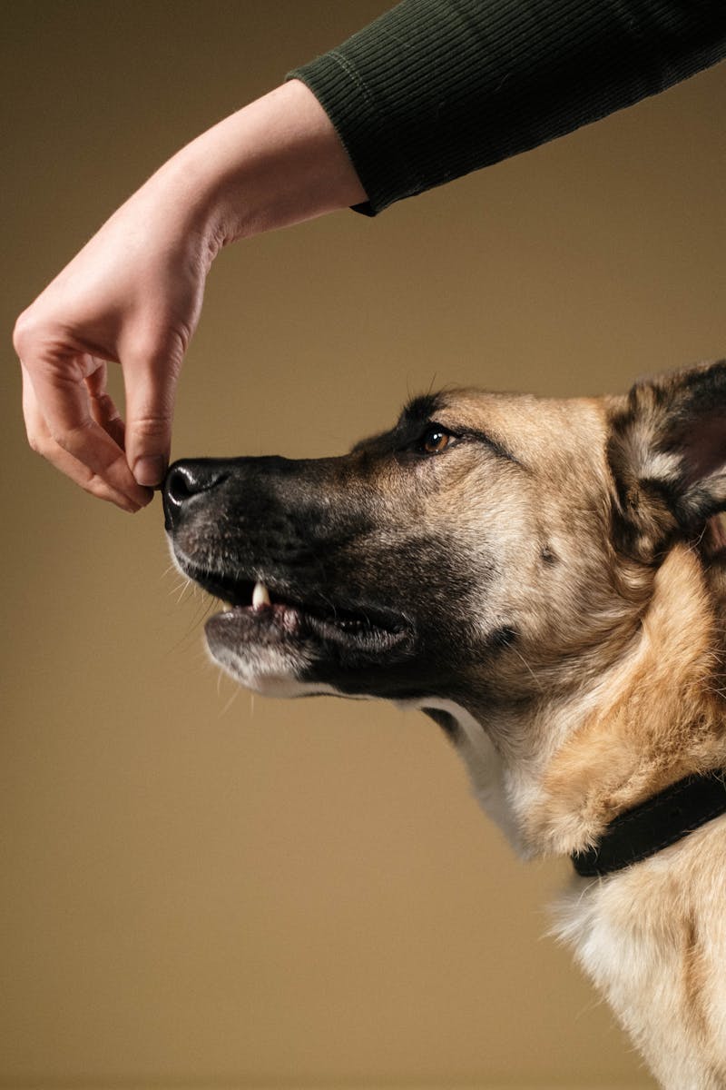 dog treats for training