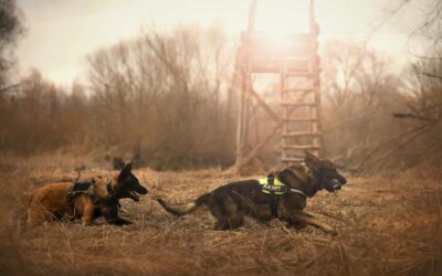 Expert Dog Training in Arlington, VA: Building Better Behavior One Pup at a Time