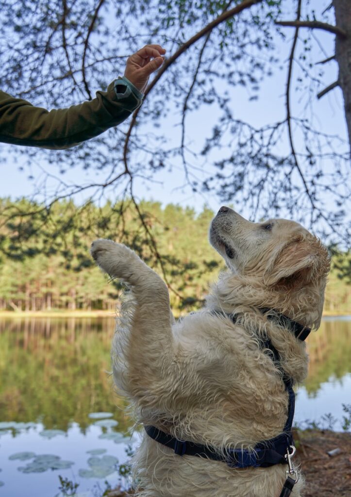 Golden retriever sits by lake, reaching for treat.