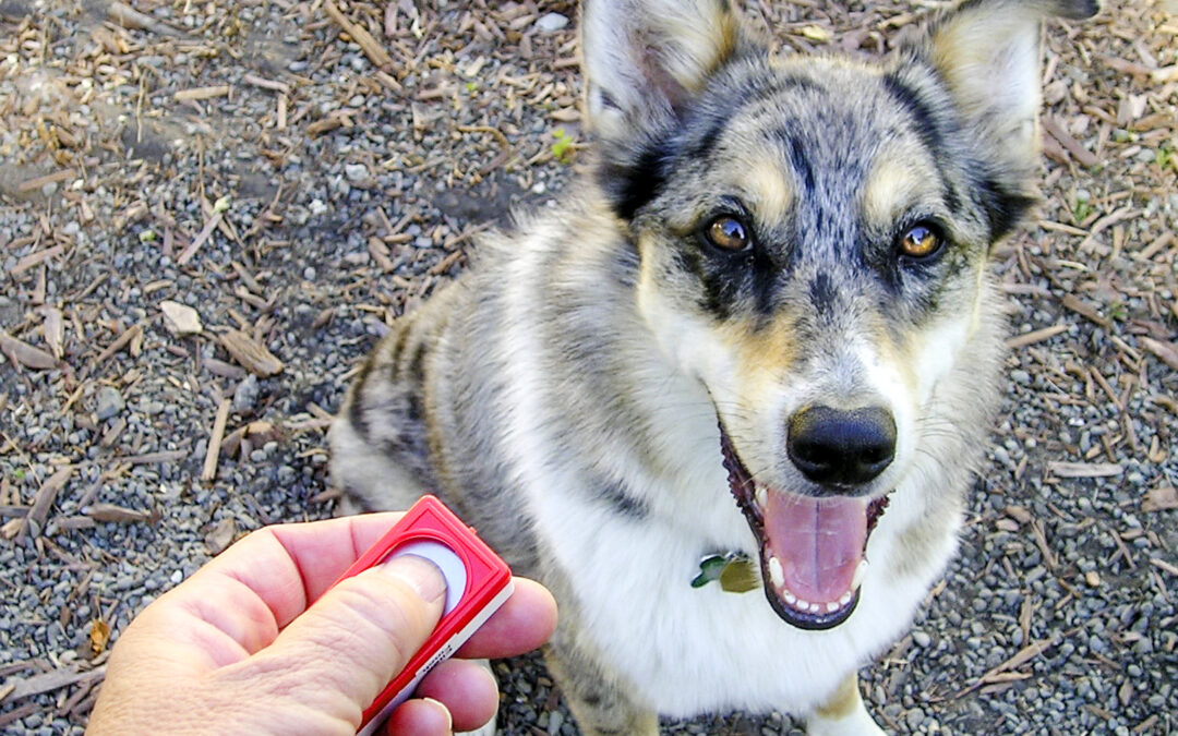 Dog Clicker Training in Northern Virginia: Why Local Trainers Recommend It or Don’t