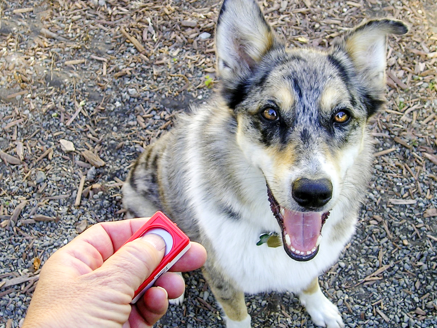 dog clicker training