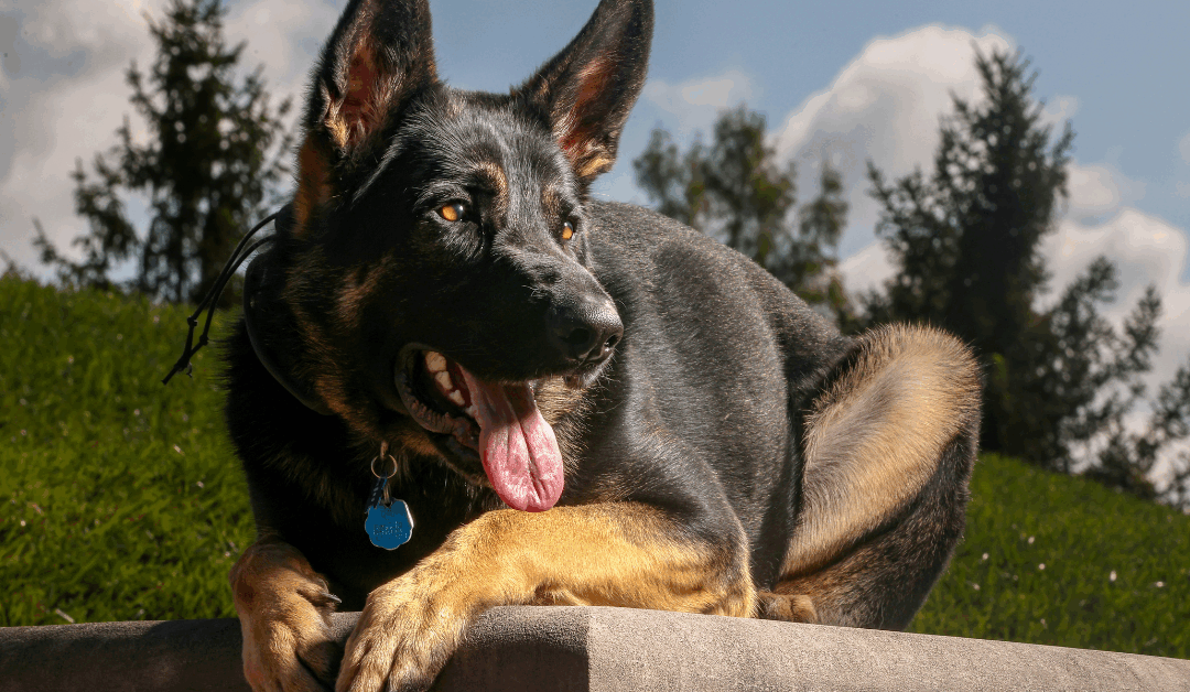 7 Dog Training Tips Every Northern Virginia Pet Owner Should Know