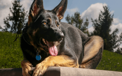 7 Dog Training Tips Every Northern Virginia Pet Owner Should Know