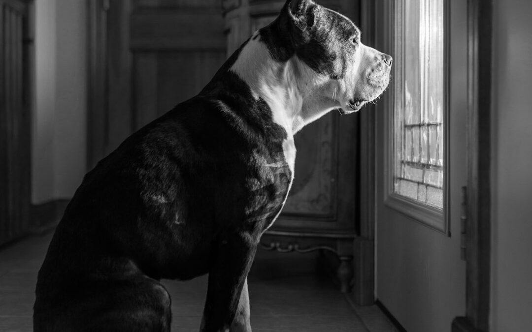From Chaos to Calm: Why Separation Anxiety Dog Training Matters