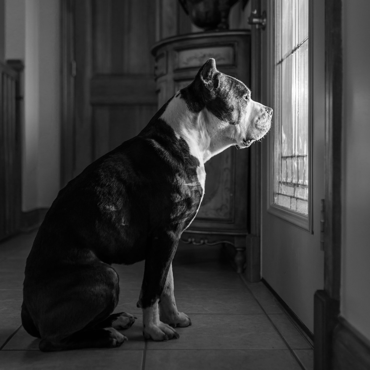 separation anxiety dog training