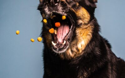Best Dog Treats for Training in Northern Virginia: What Our Trainers Use Every Day