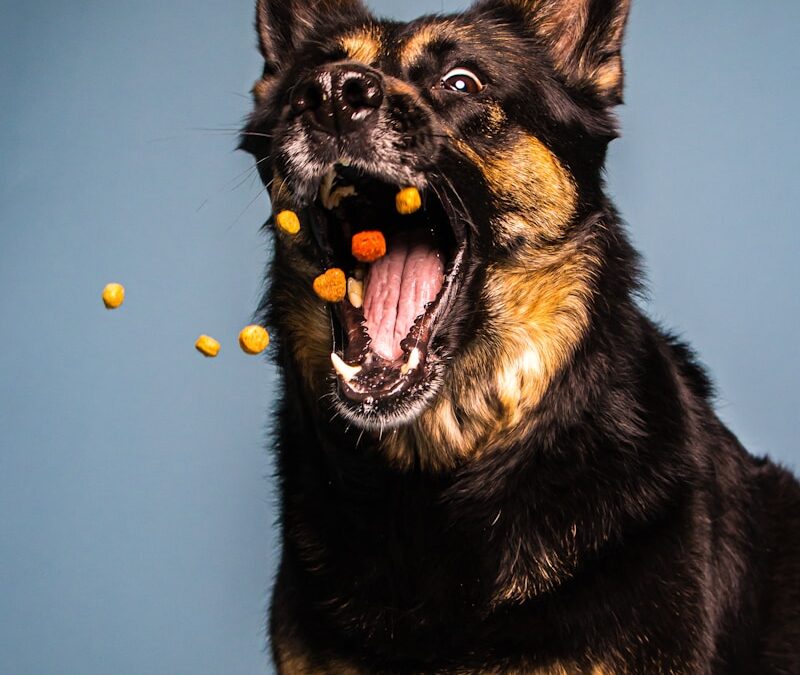 Best Dog Treats for Training in Northern Virginia: What Our Trainers Use Every Day