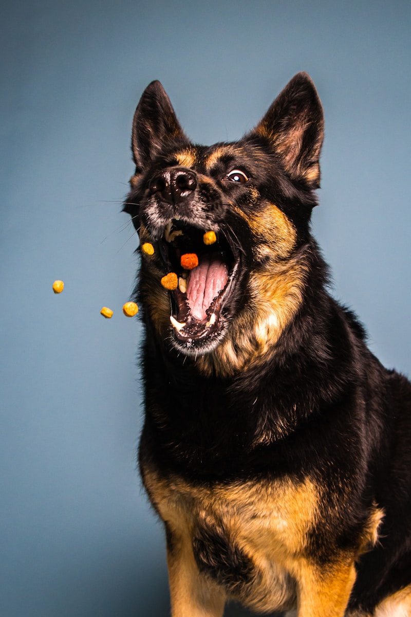 dog treats for training