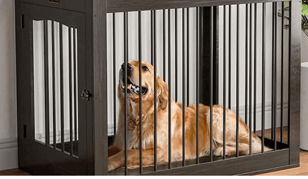 Dog Crate Training in Northern Virginia: Creating Structure and Comfort for Your Dog