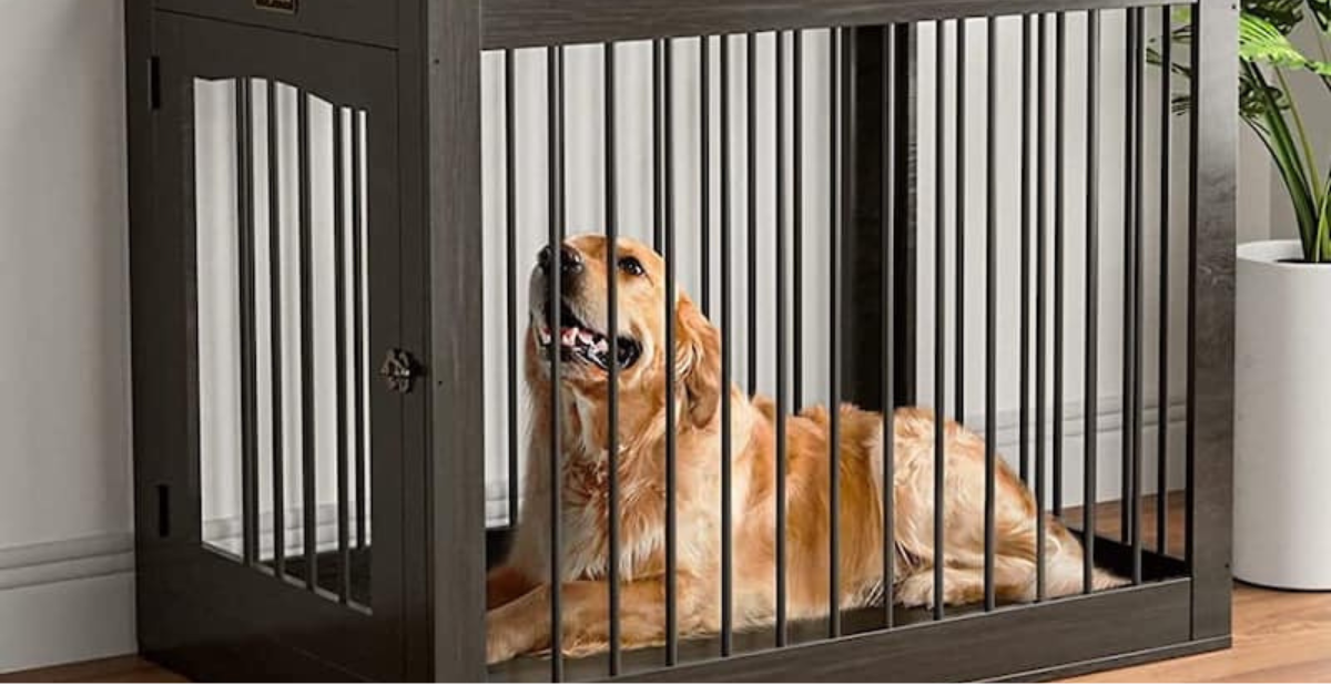 dog crate training dog crate training