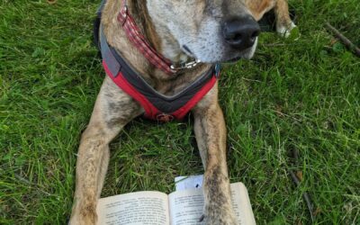 How to Train Your Dog Using Dog Training Books and The Help Of a Professional Dog Trainer