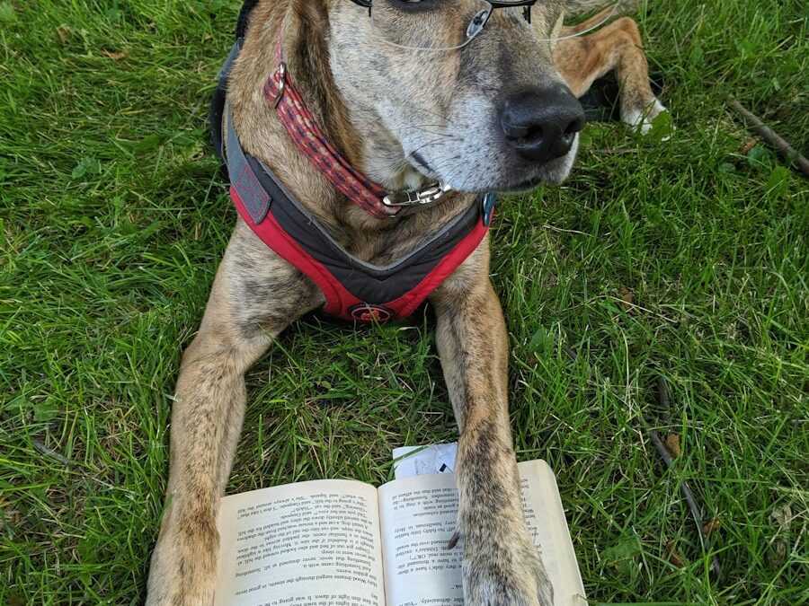 How to Train Your Dog Using Dog Training Books and The Help Of a Professional Dog Trainer