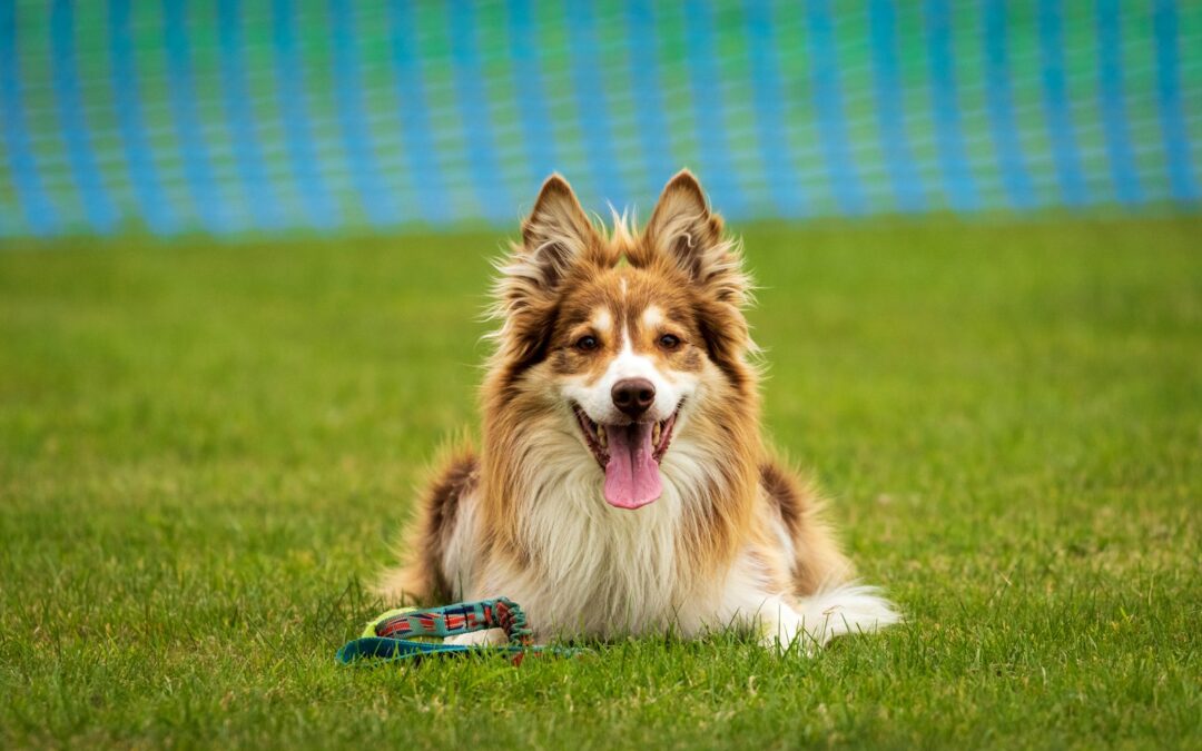 Top Dog Training Tools Recommended by Northern Virginia Trainers