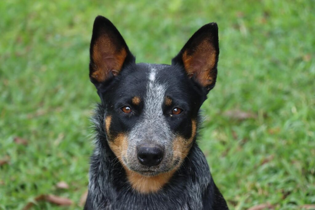 Portrait of an Australian Cattle Dog with a vibrant green background. Perfect shot for animal lovers.