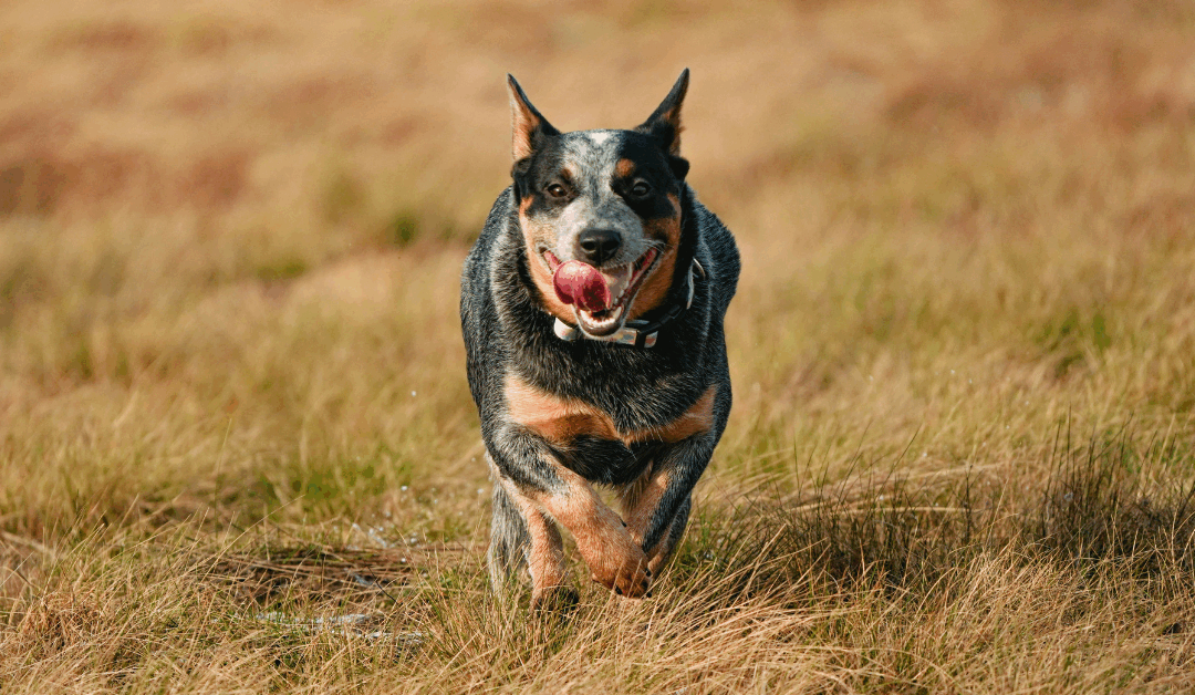 Australian Cattle Dog Training in Northern Virginia: Channeling Energy into Obedience