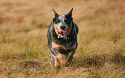 Australian Cattle Dog Training in Northern Virginia: Channeling Energy into Obedience