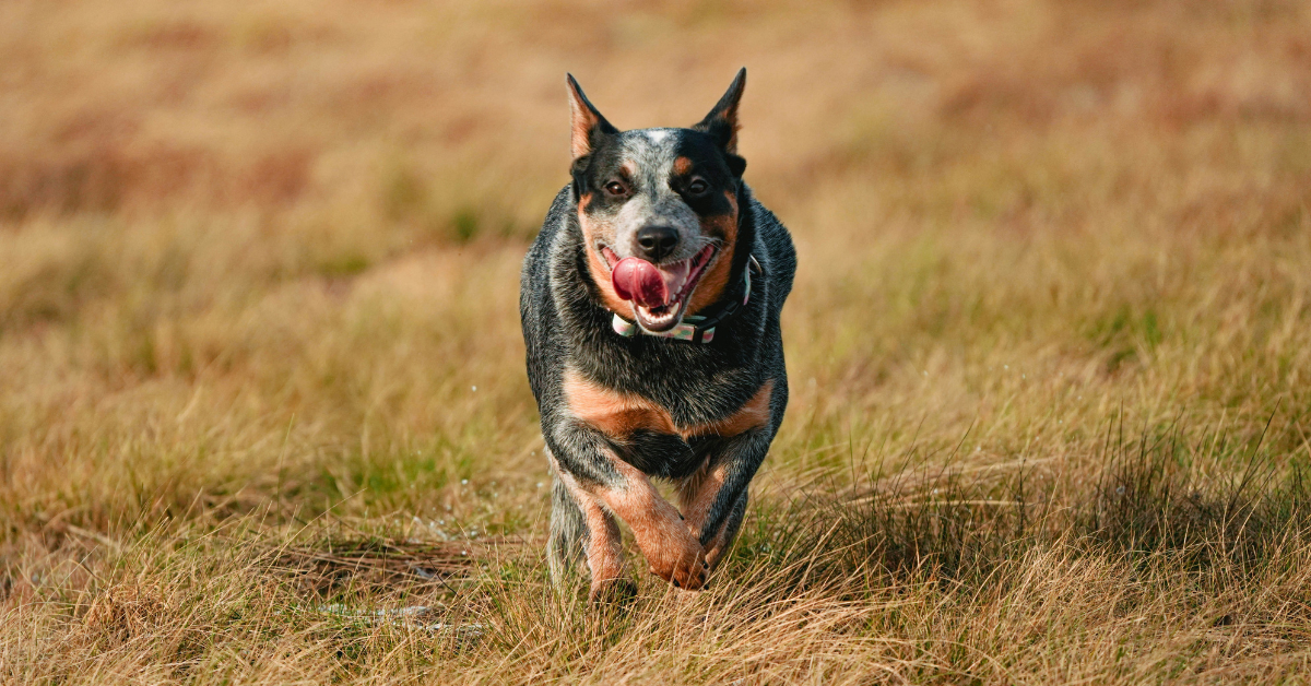 Australian Cattle Dog
