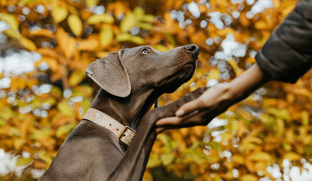 Dog Obedience Training in Northern Virginia: How to Get Your Pup on Track with Ruff HDT
