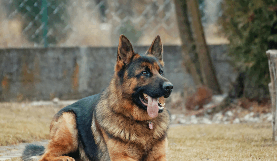 Why Washington DC Area Dogs Need Professional Dog Obedience Training & How Ruff HDT Helps