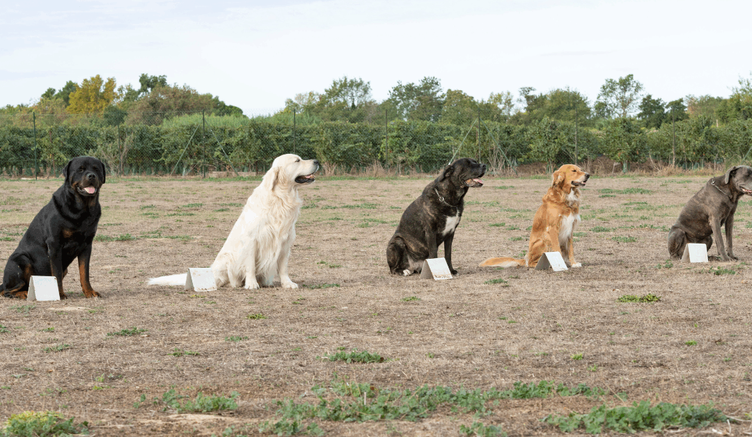 Dog Obedience Training for Loud Neighbors in Alexandria: Calm Your Dog, Calm the Block