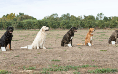 Dog Obedience Training for Loud Neighbors in Alexandria: Calm Your Dog, Calm the Block