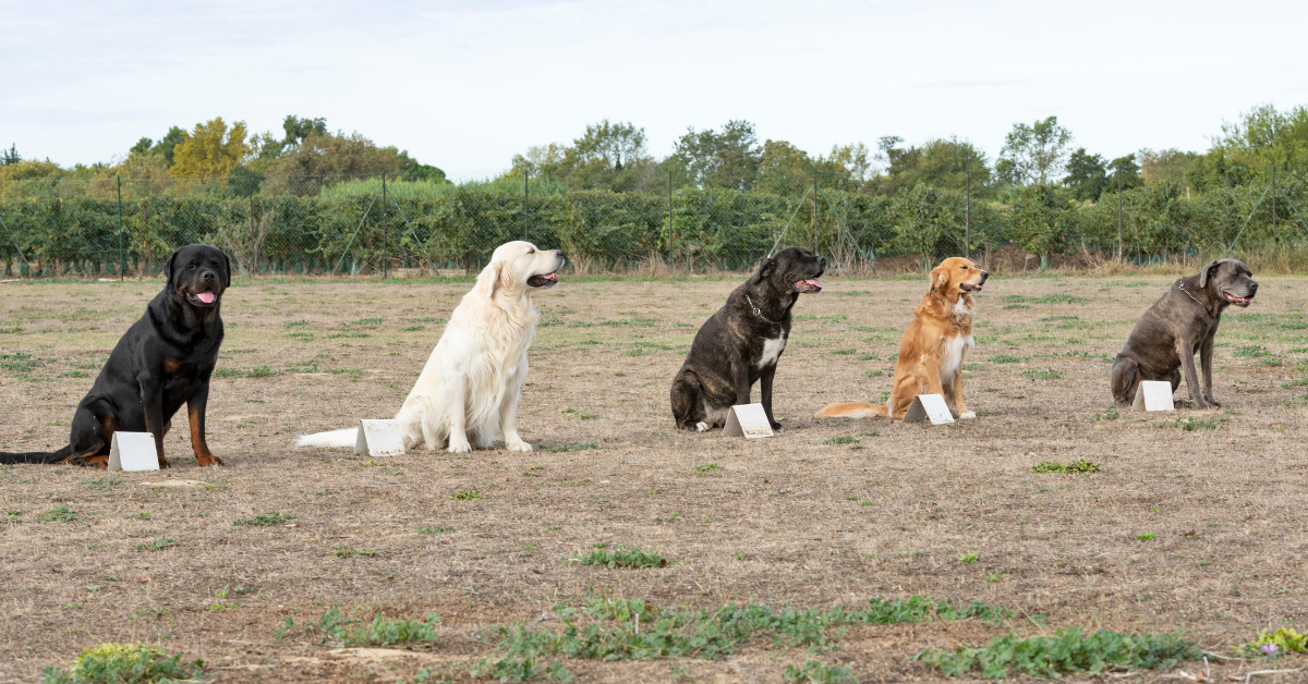 dog obedience training