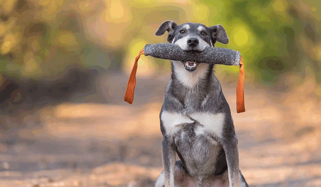 Top 5 Mistakes Fairfax County Owners Make Before Starting Dog Obedience Training