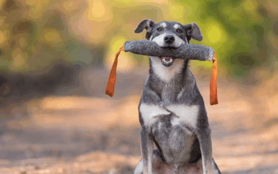 Top 5 Mistakes Fairfax County Owners Make Before Starting Dog Obedience Training