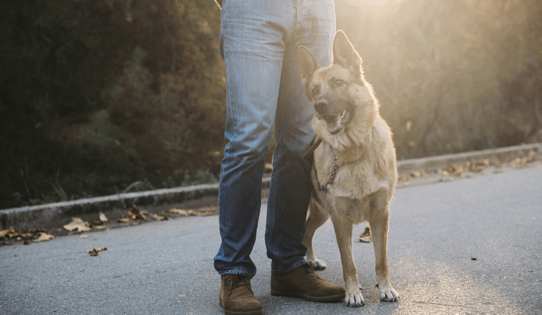 Leash Pulling in Arlington? Here’s How Dog Obedience Training Changes Walks for Good